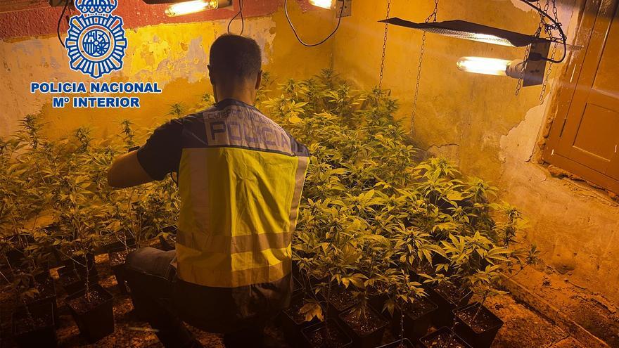 La Policía desmantela un punto de venta de droga y dos plantaciones de marihuana en Torrent