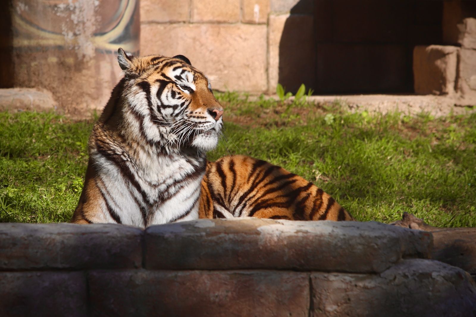 Dos tigres de bengala, nuevos inquilinos en el Zoo de Córdoba