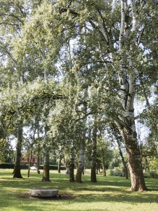 Limnos prepara un inventari dels arbres de l'estany de Banyoles