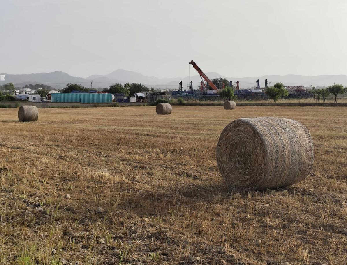 Los agricultores prevén una buena cosecha de forraje y cereales tras el aciago 2024