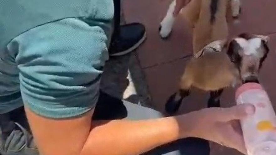 Unos turistas rescatan a un cabrito de un mes de vida abandonado en una playa de Canarias