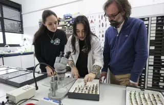 En peligro de extinción el grupo de la Universidad de Oviedo que investiga insectos y tiene un increíble patrimonio de medio millón de ejemplares: "Es importante seguir, pero..."