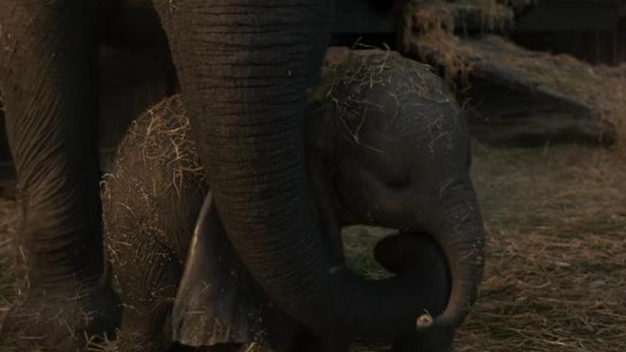 Imagen del nuevo trailer de &#039;Dumbo&#039;.