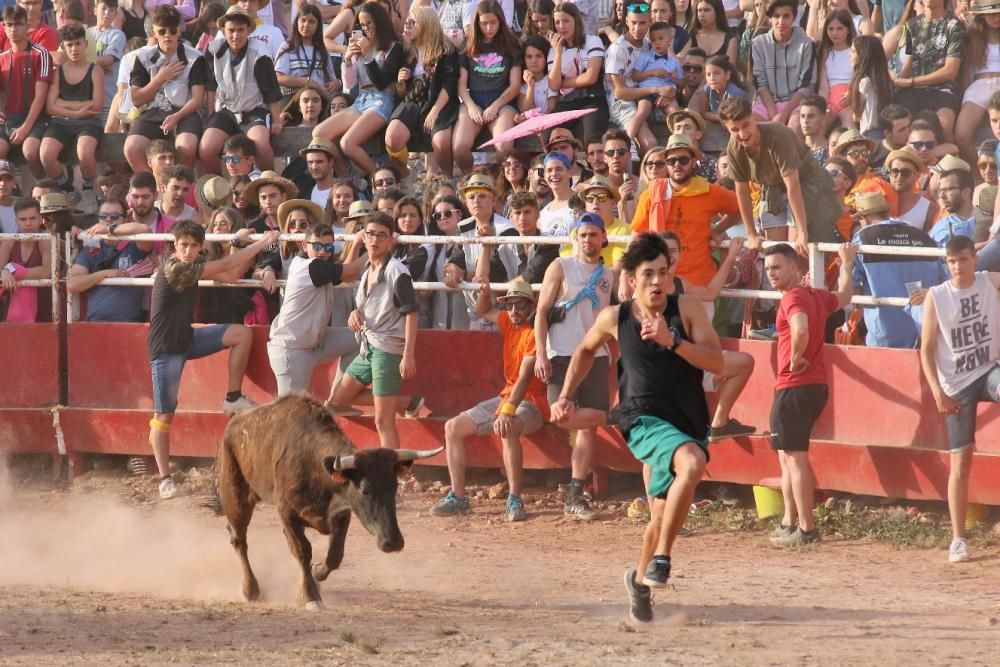 Les vaquetes de Santpedor en imatges