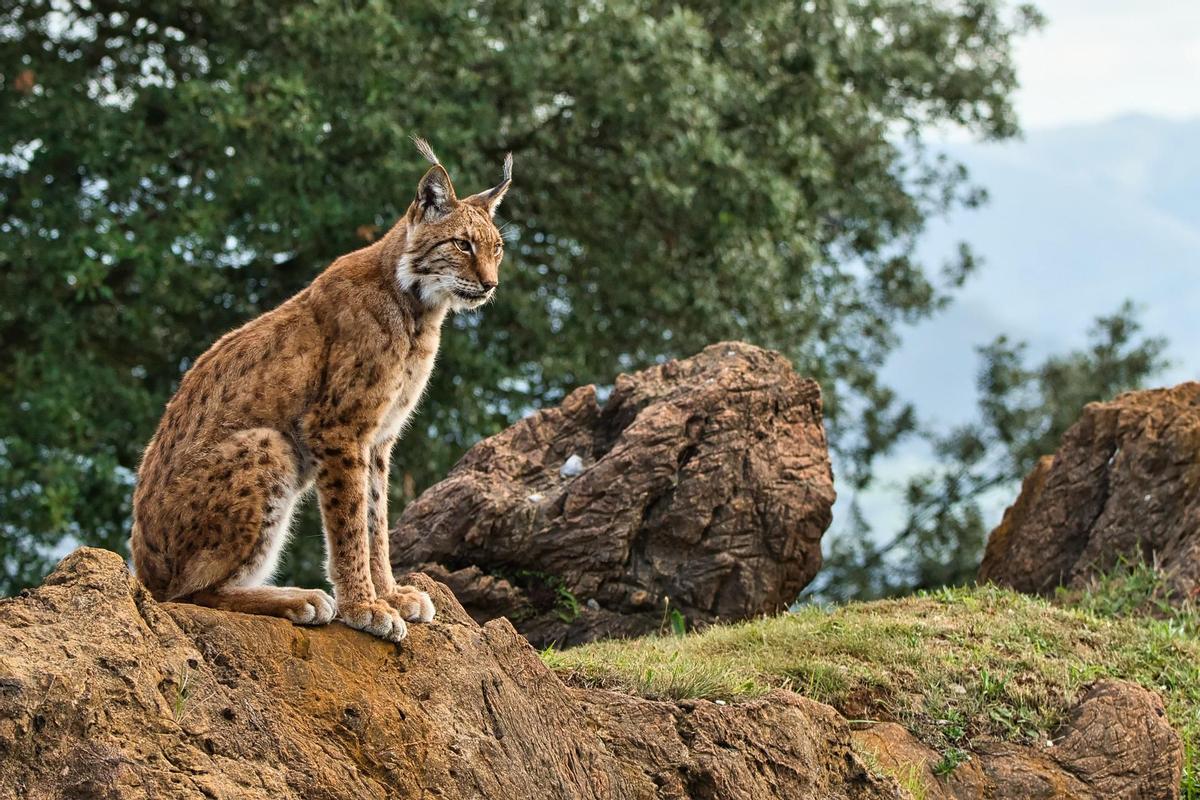 Ejemplar de lince ibérico.