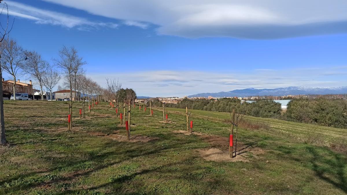 L’Ajuntament va plantar 34 arbres dedicats als infants nascuts durant el 2020