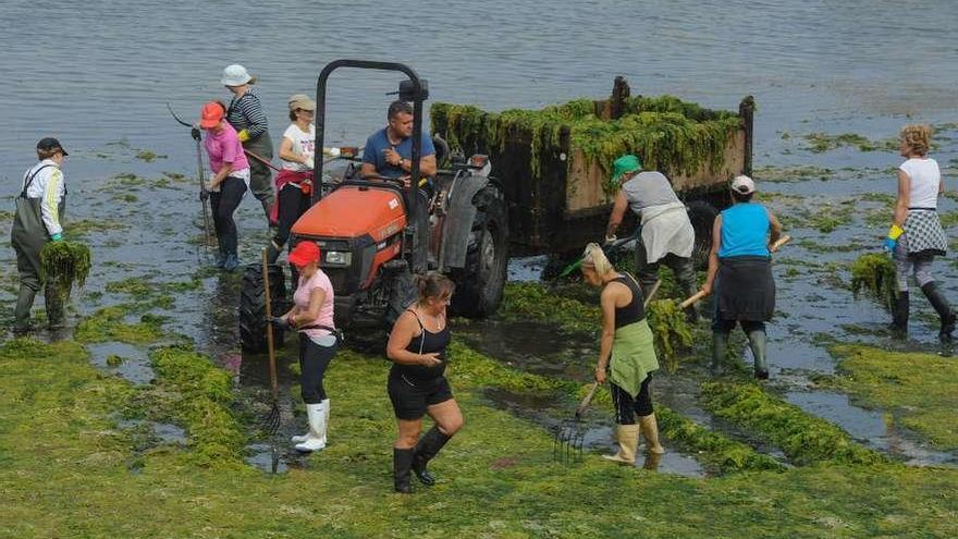 Limpieza de algas en una playa de Vilanova de Arousa. // Iñaki Abella