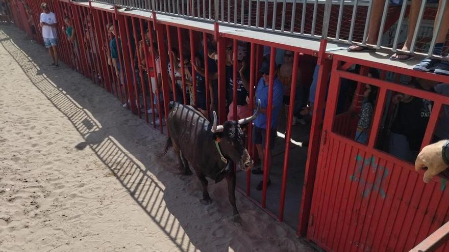 Revolcón y desmayo en los "bous" de Gata: una madre se desvanece al ver que la vaquilla embestía a su hijo