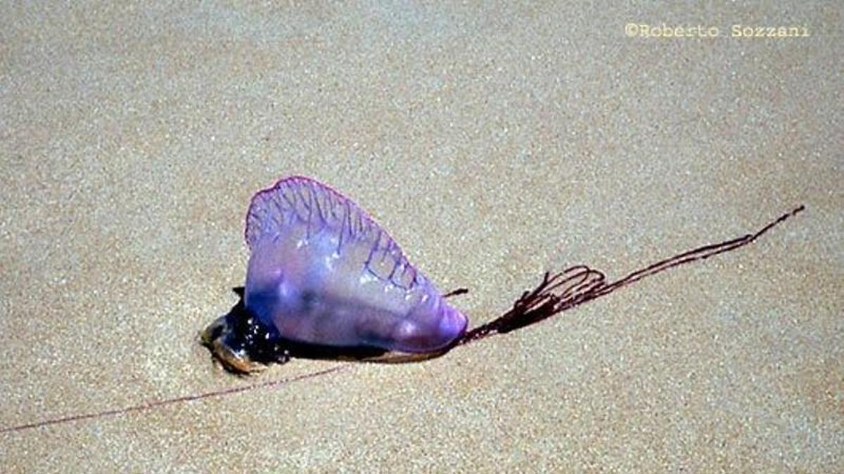 Ejemplar de carabela portuguesa en una playa asturiana.
