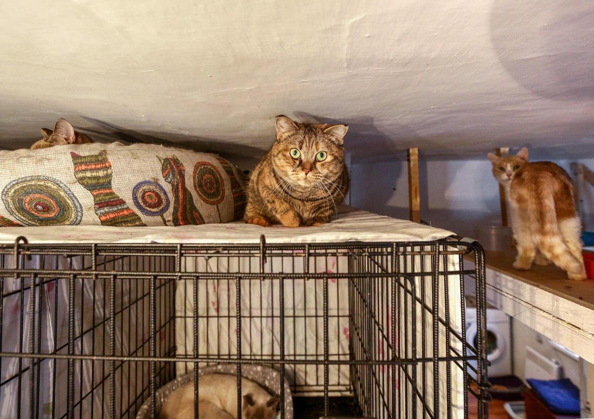 Algunos de los gatos bajo la custodia de Tatyana Zelenskaya. 108 de estos animales viven con ella en un refugio creado en su casa de Novosibirsk (Rusia).