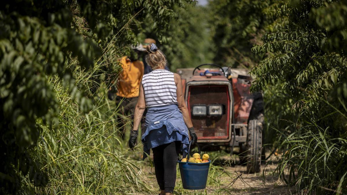 Una mujer trabaja en la recogida de la fruta la campaña pasada en el Bajo Cinca.