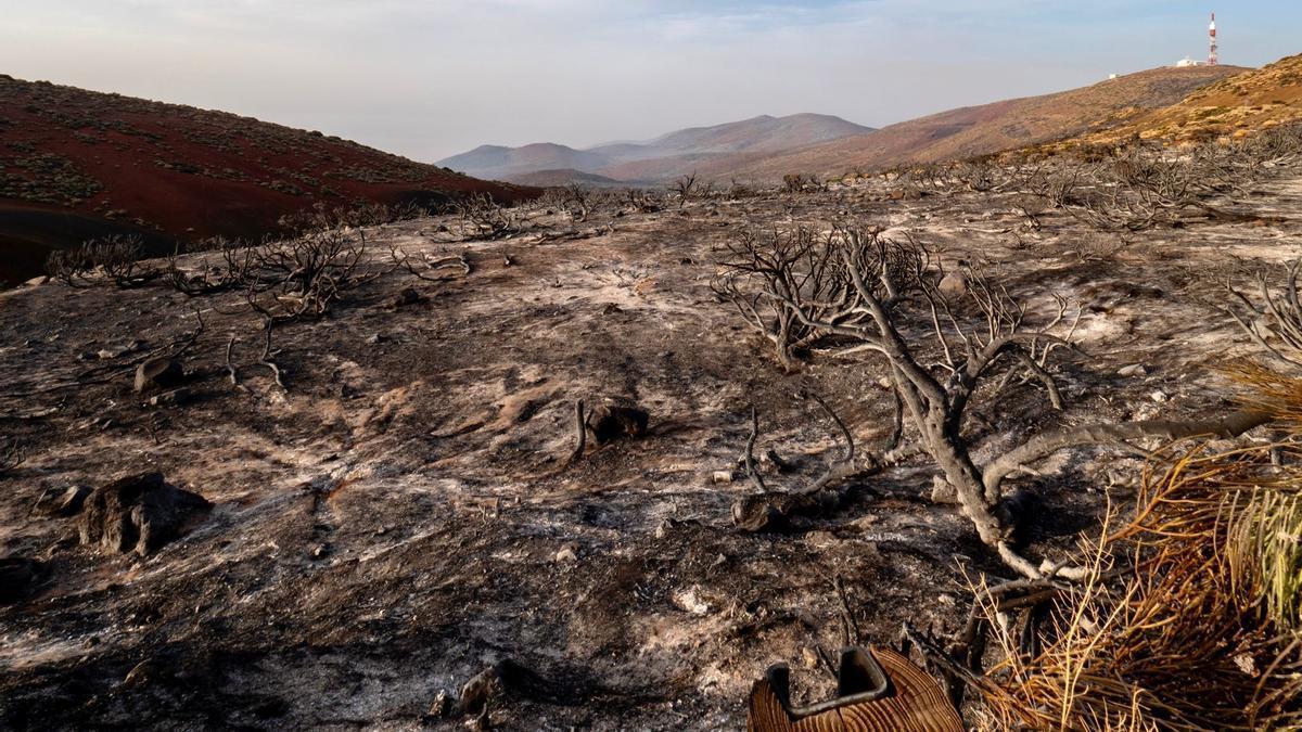 La desoladora imagen que deja el incendio en las cumbres de Tenerife.