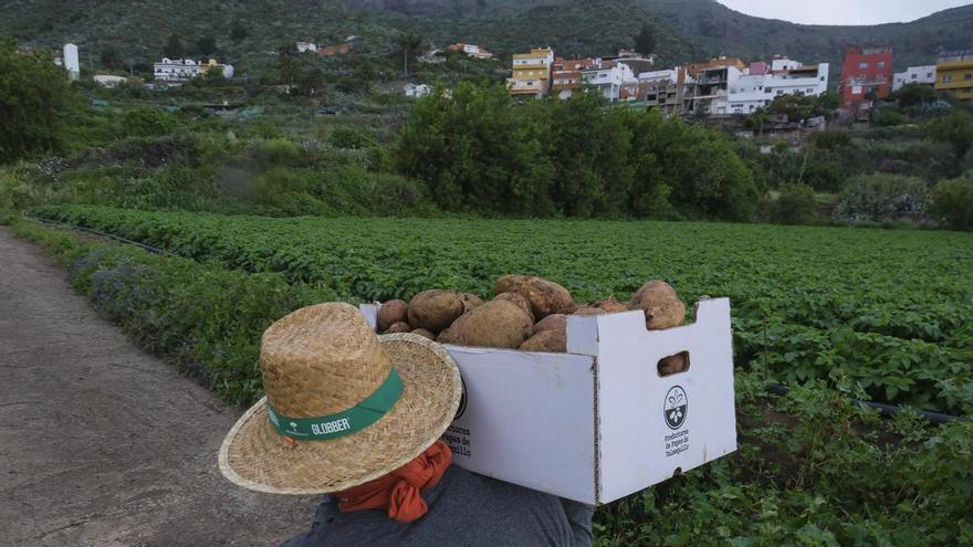 El Cabildo de Gran Canaria promueve nuevas ayudas para impulsar la agricultura y la ganadería en los municipios