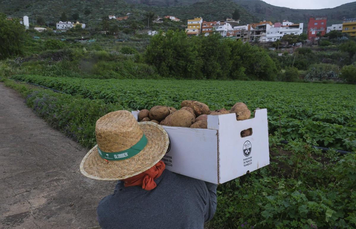 Un agricultor en una finca de papas en Valsequillo.