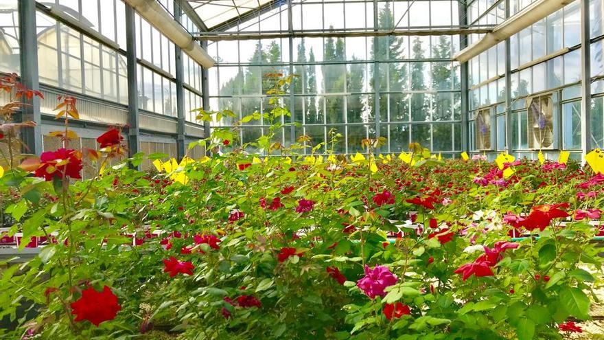 Los amantes de las rosas tienen una cita este fin de semana en un festival de música y botánica