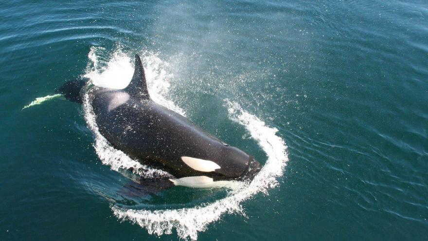 Así fue el impactante ataque de los orcas a un velero en aguas de Galicia