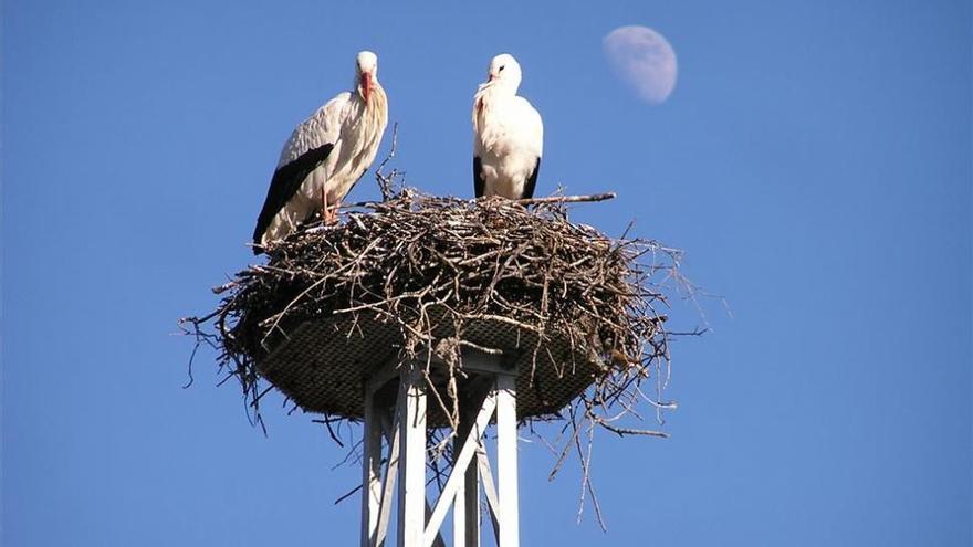 Comienza una campaña para la protección de las aves