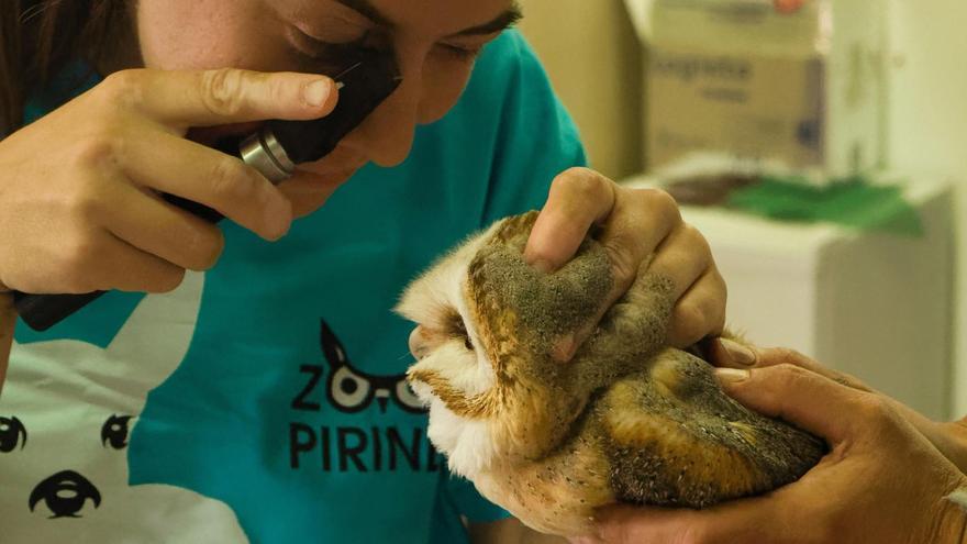 El Zoo del Pirineu participarà en la reintroducció d&#039;òlibes a zones on estaven extintes