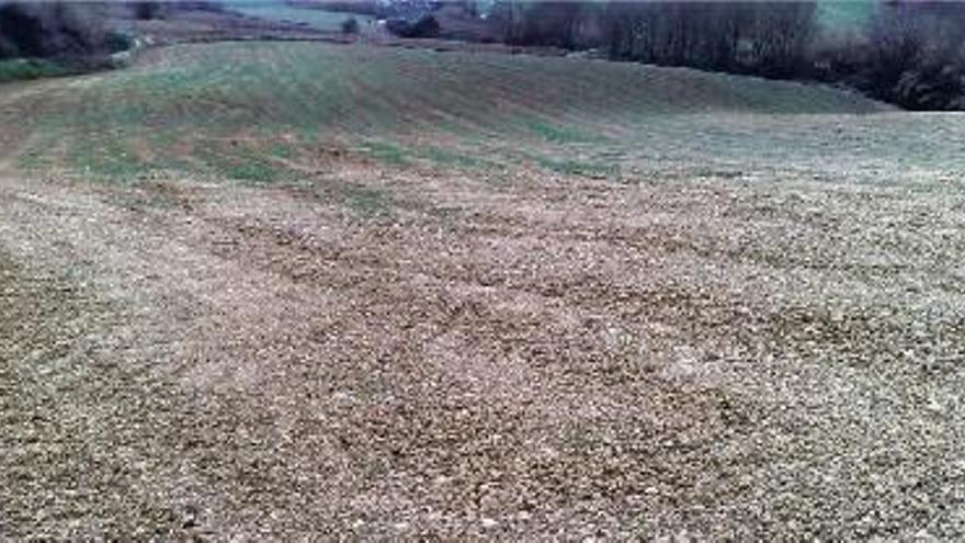 Un camp de cereals completament sec aquest hivern, en una foto del mes de gener.