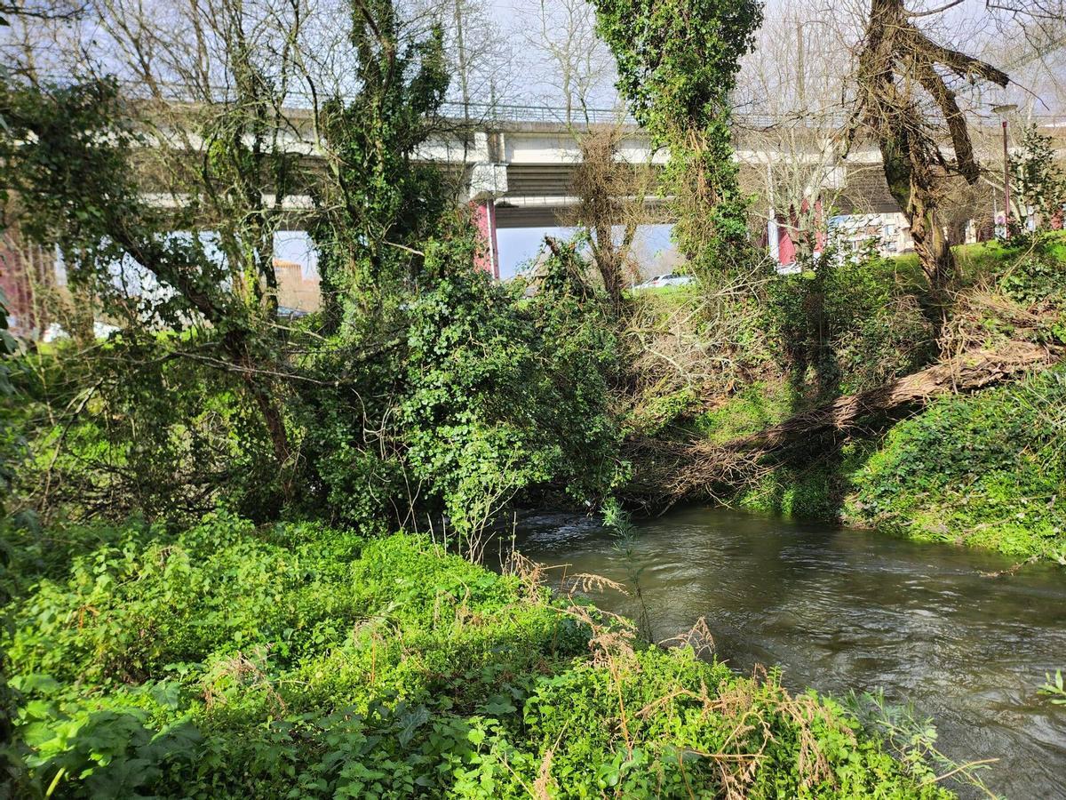 Árbores e maleza na ribeira do río Sar ao seu paso por Santiago