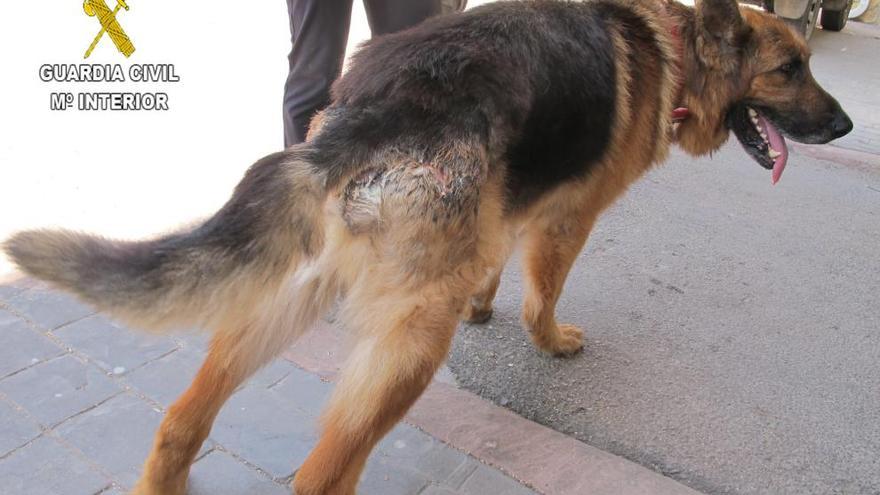 Investigado por dejar abandonado y desnutrido a su perro en Segorbe