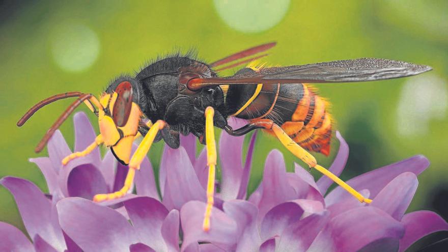 Un exemplar de vespa asiàtica