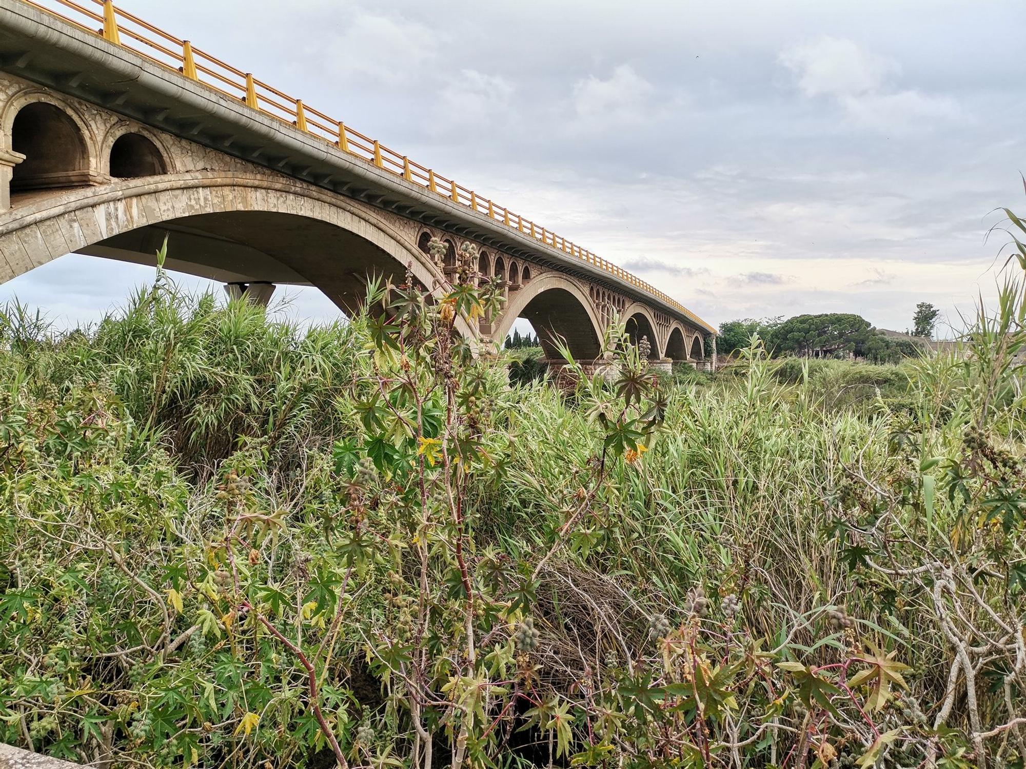 Un río Millars cada vez menos imperceptible en Almassora por la caña común