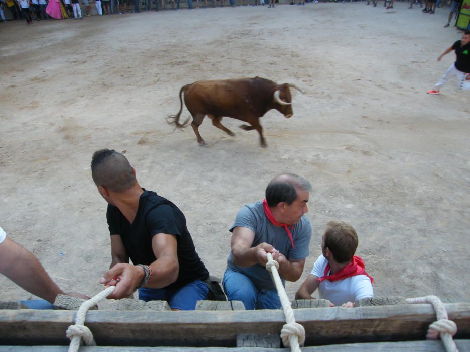 Corre de bou de Cardona (dilluns 12 de setembre)