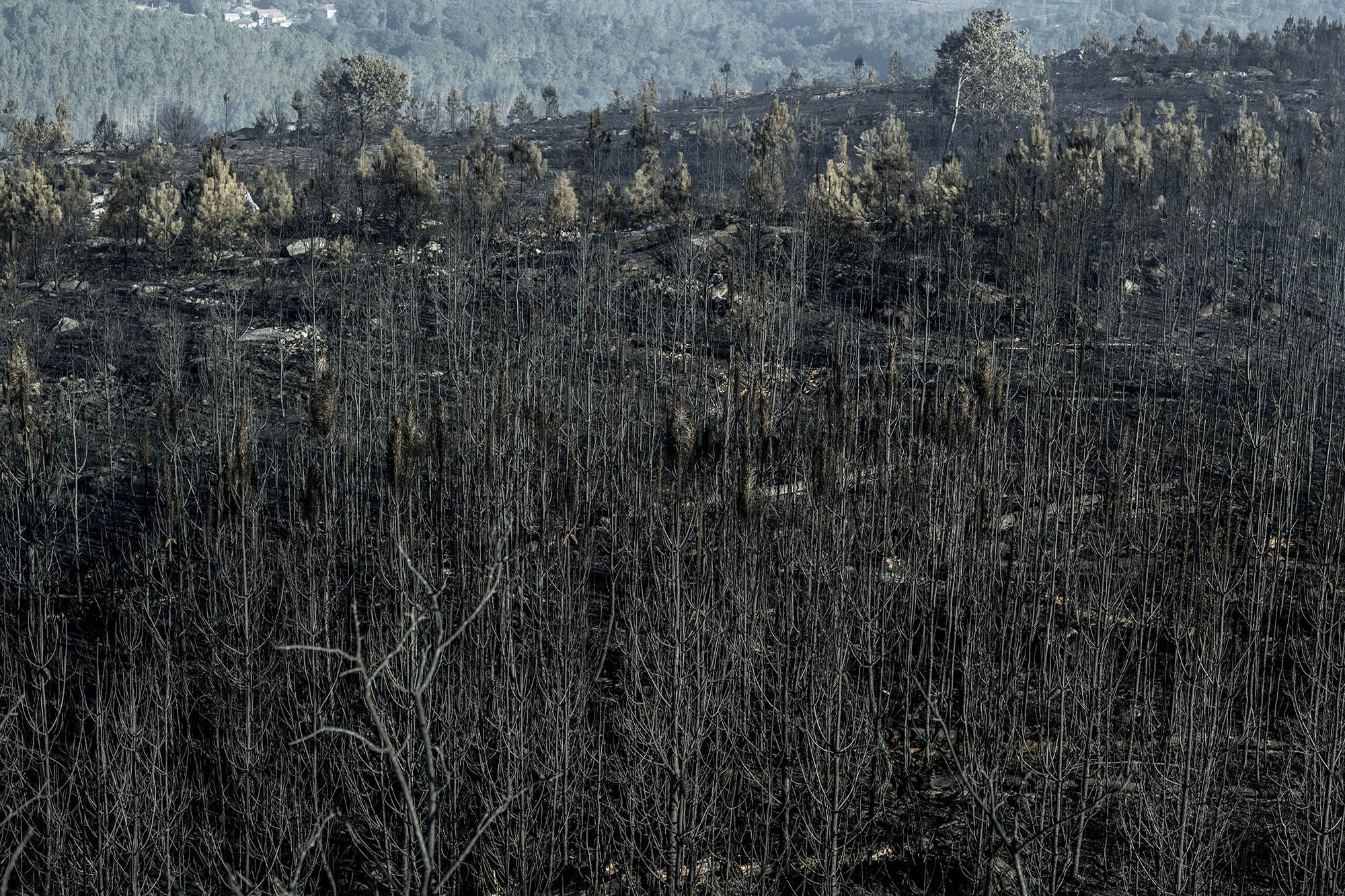 Pinares completamente destrozados por el fuego en O Irixo