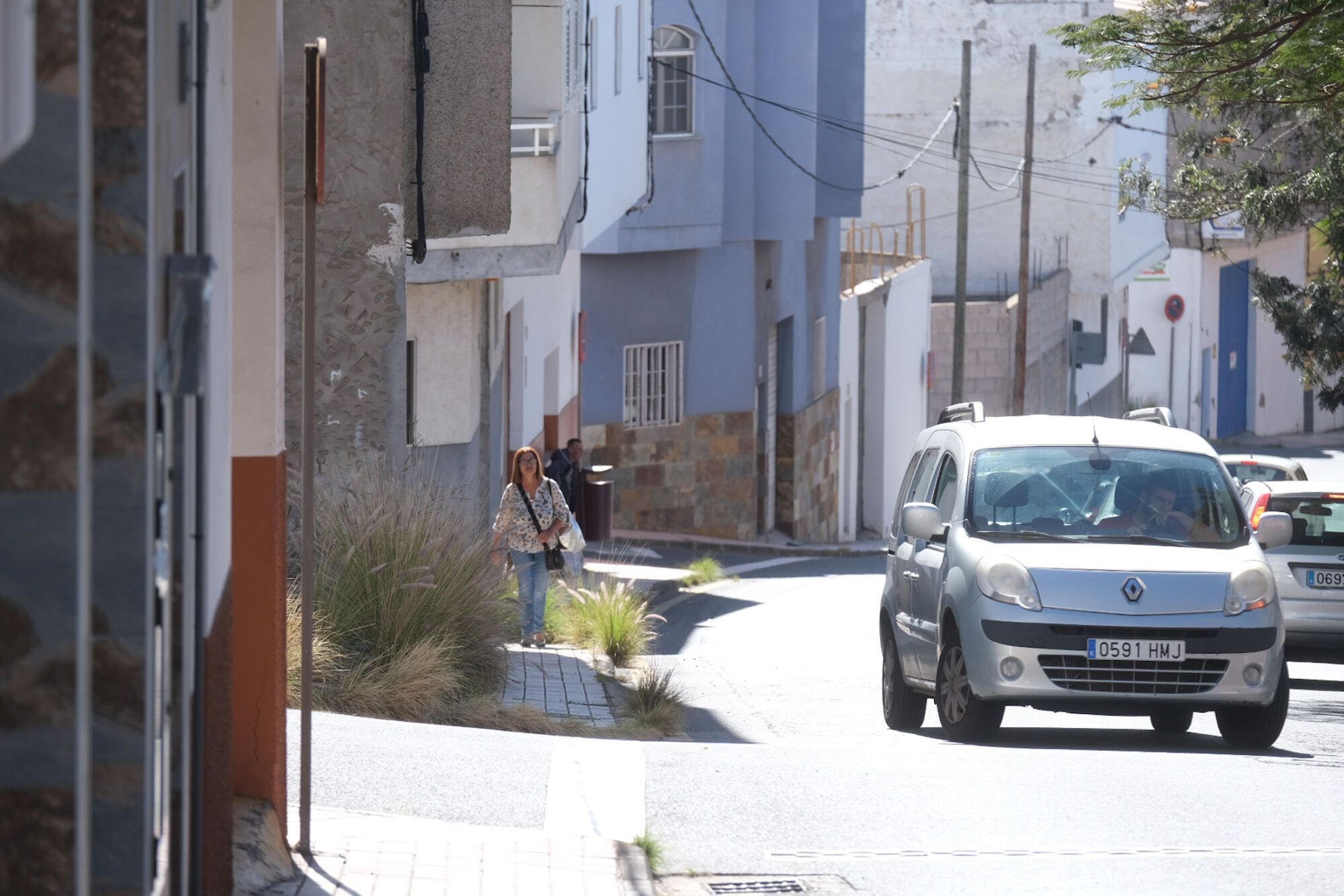 Rabo de gato en el barrio de Los Giles, en Las Palmas de Gran Canaria