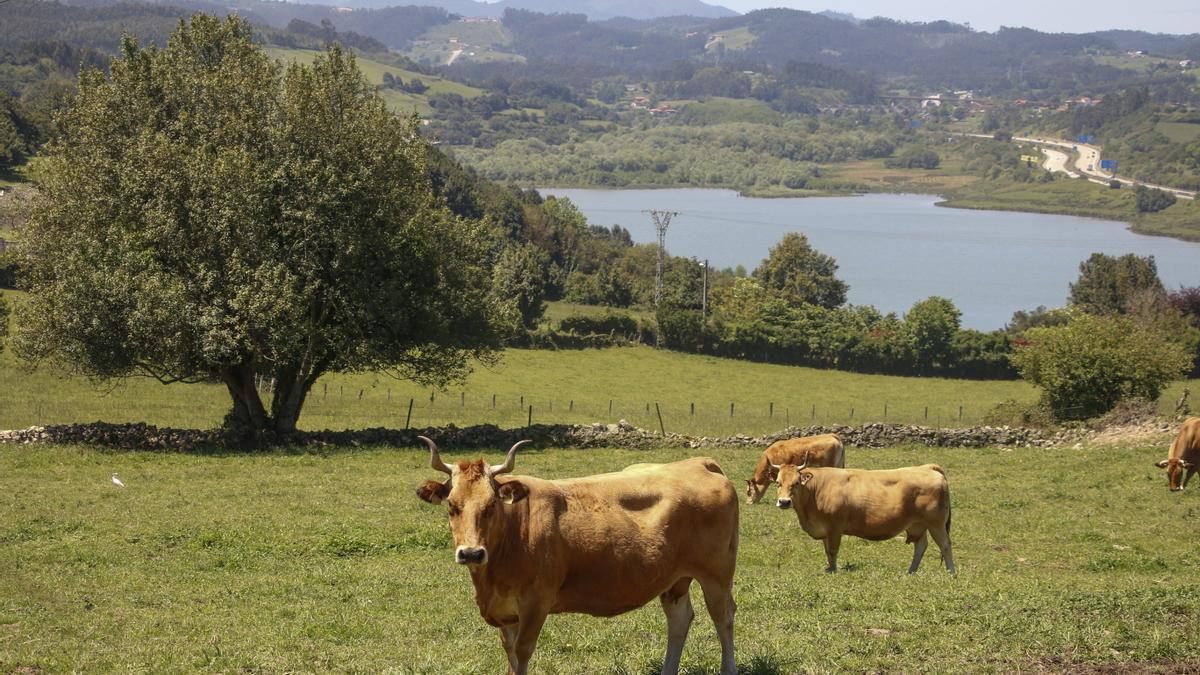 Ganado pastando con el embalse de San Andrés al fondo.