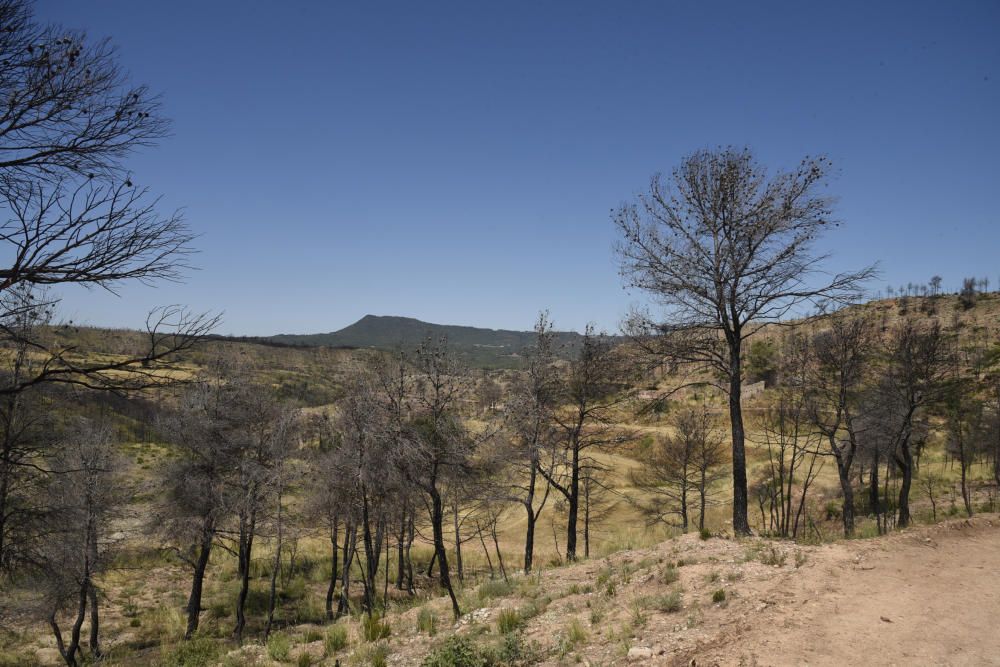 La zona afectada pel foc d'Òdena, un any després