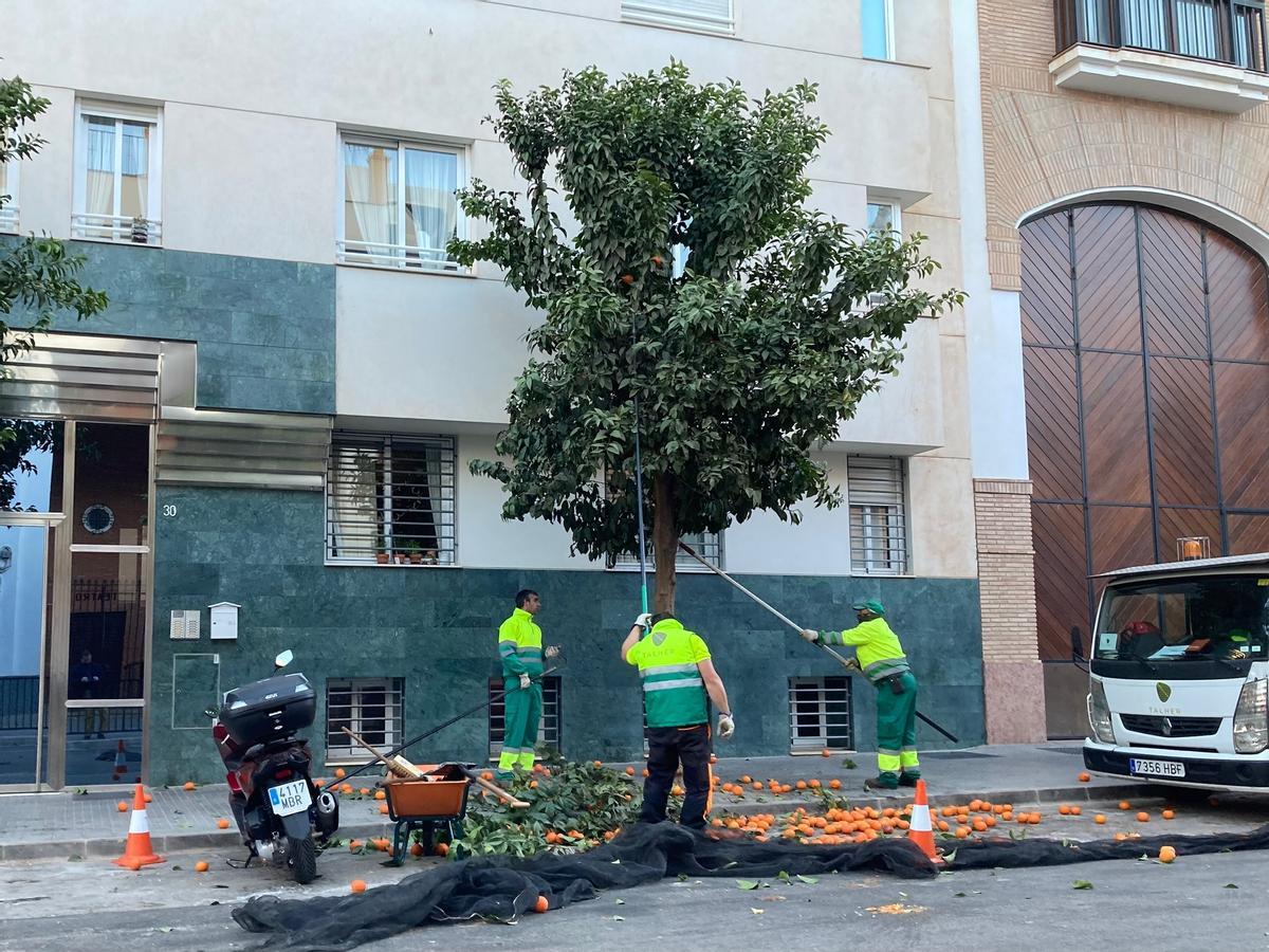 Recogida de naranjas en Capuchinos, este mes.