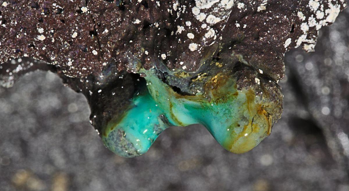 Una formación de estalactitas en una cueva hawaiana, con la presencia de colonias microbianas blancas.