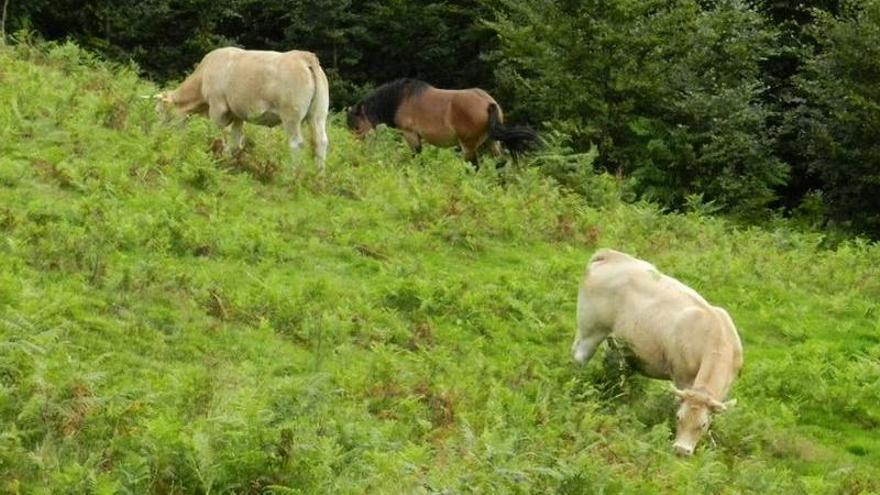 Ganaderos denuncian &quot;abandono&quot; en la vacunación contra la lengua azul: la Xunta niega &quot;bloqueo&quot;