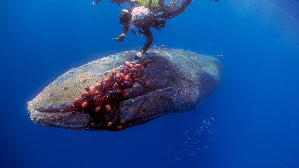 Imagen de la ballena atrapada por redes de pesca en Mallorca