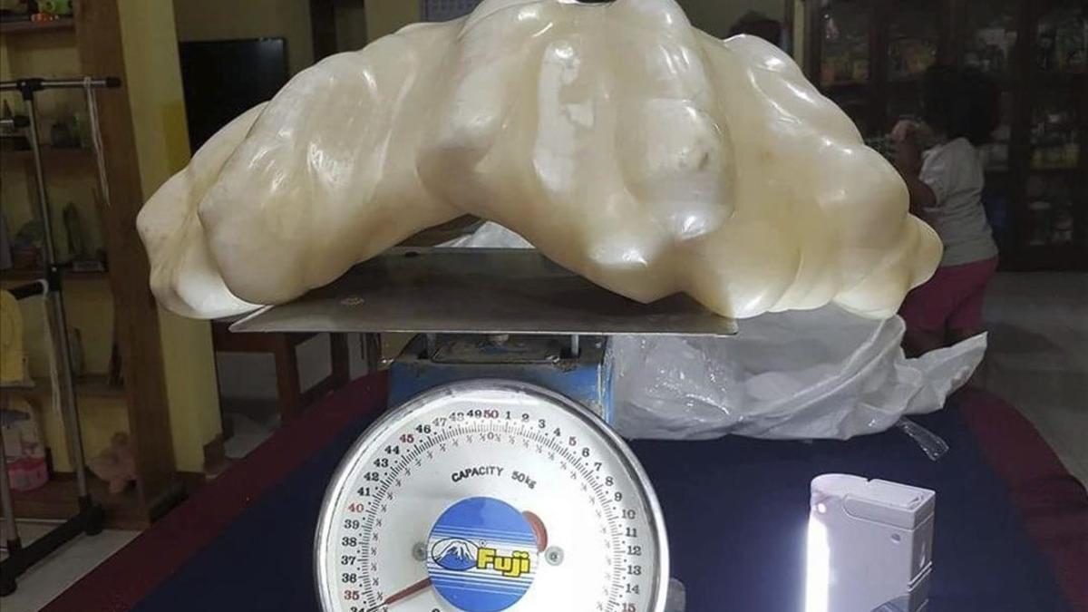 La supuesta perla de 34 kilos.