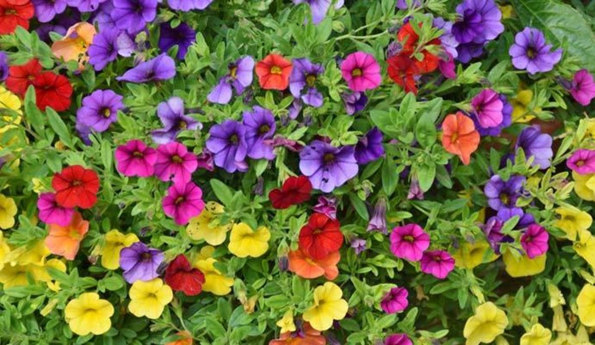 Estas son las plantas más resistentes para dar vida a tu balcón o terraza