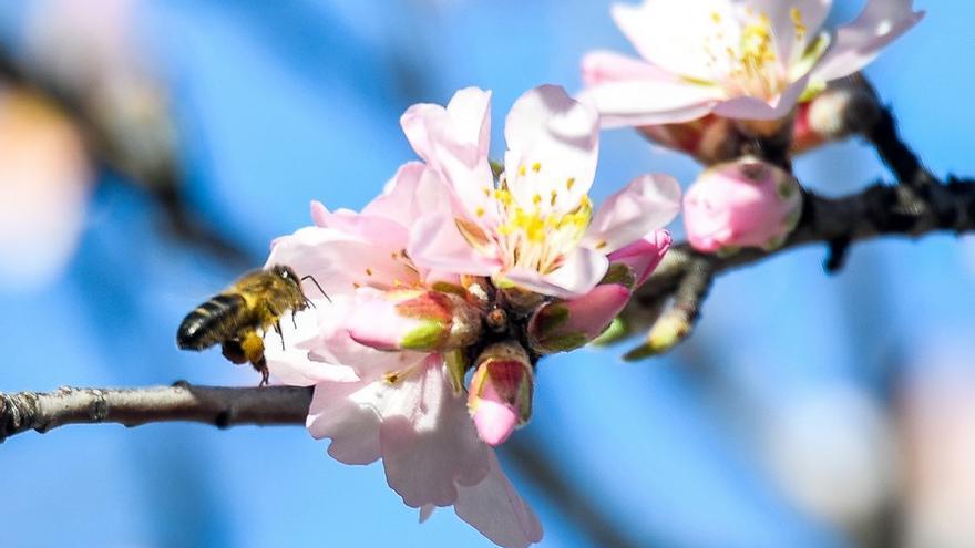 Almendros en flor en la Cumbre de Gran Canaria