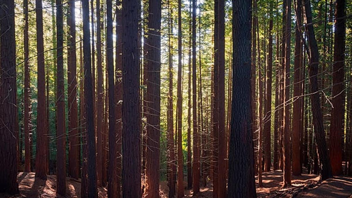 Vista de la masa de secuoyas en el 'bosque' de Cabezón de la Sal.