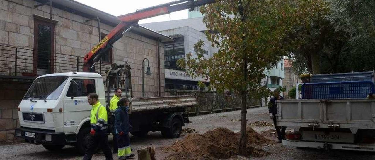 Los operarios, plantando ayer en el Paseo da Calzada el árbol retirado de O Pombal. // Noé Parga