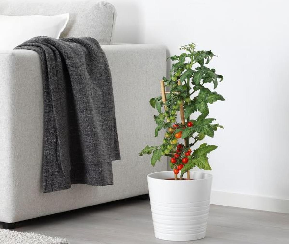 Planta tomatera de Ikea / Ikea