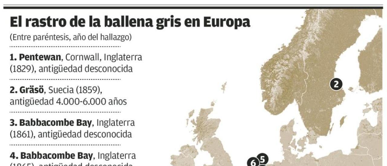 Una ballena gris milenaria emerge en Asturias