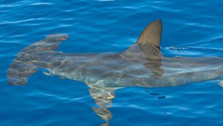 Avistan un tiburón martillo de 2,5 metros en aguas de Tenerife - El Día
