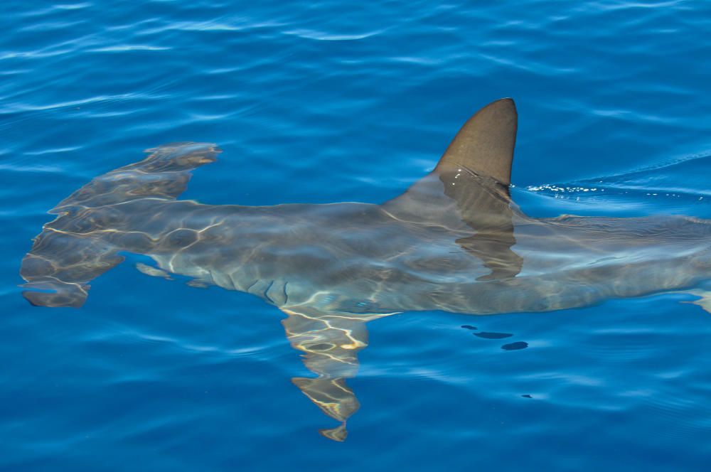 Tiburón martillo en aguas de Tenerife - La Provincia