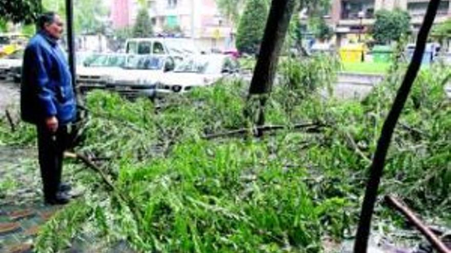 50 árboles caídos en Córdoba por culpa del último temporal