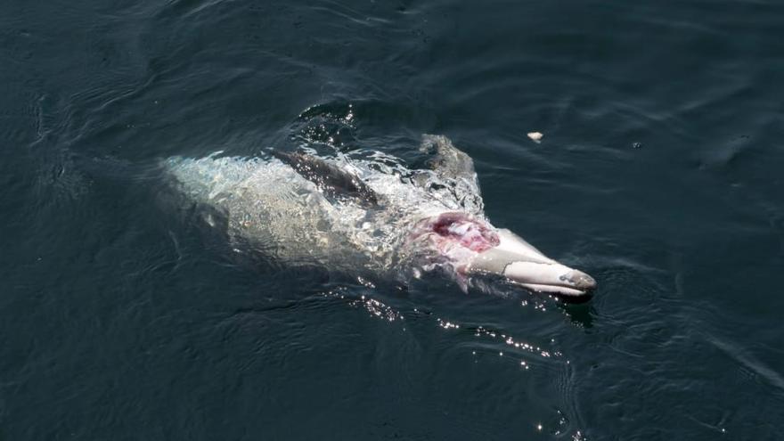 Un delfín muerto por el ataque de un tiburón en aguas gallegas