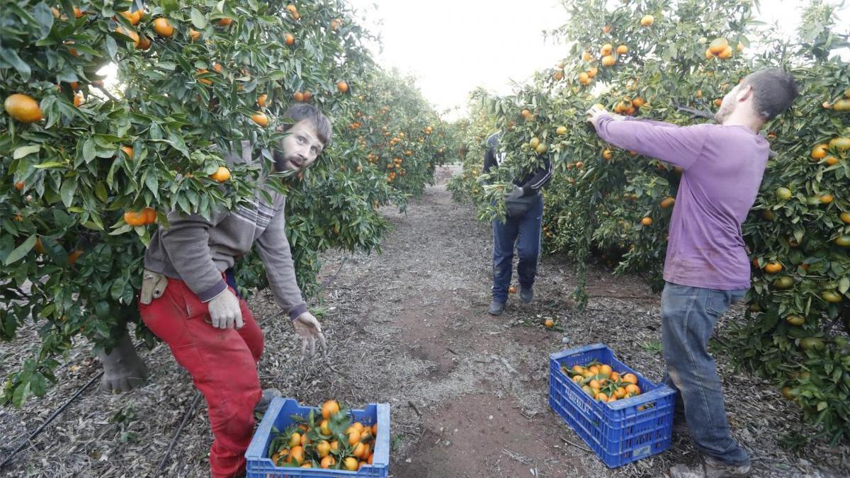 La naranja sufre la peor crisis en 25 años sin reacción del Gobierno