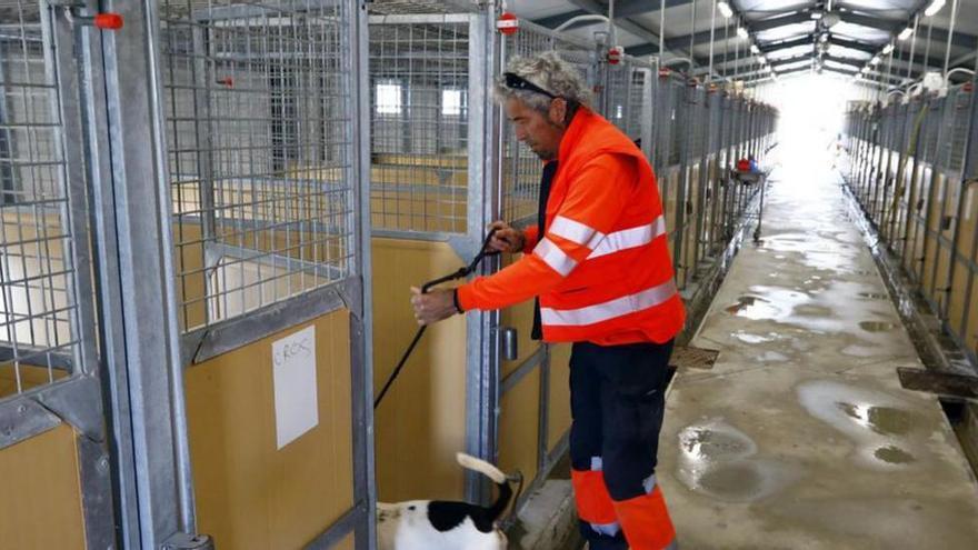 Crecen los abandonos de perros en Zaragoza