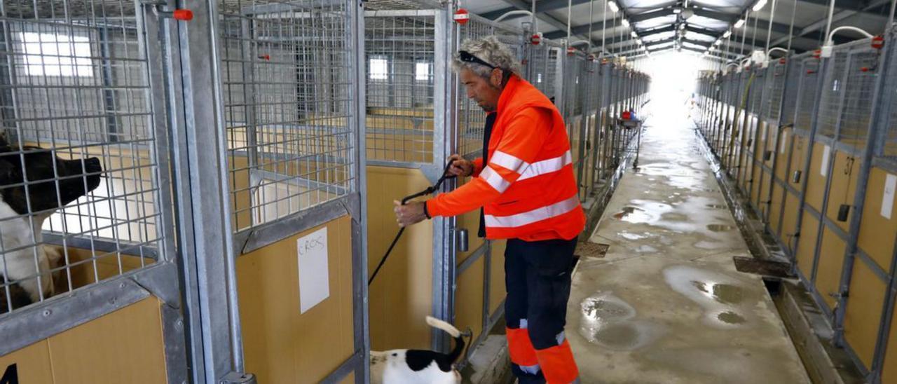 Crecen los abandonos de perros en Zaragoza